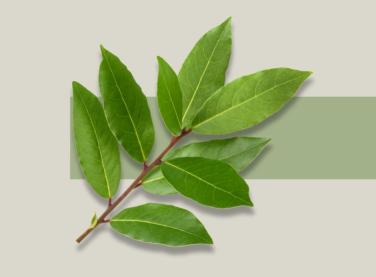 Laurier noble